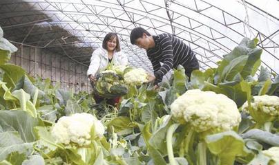 蔬果專業(yè)合作社 助力農(nóng)民在家門口就業(yè)，盤活唐山城郊經(jīng)濟