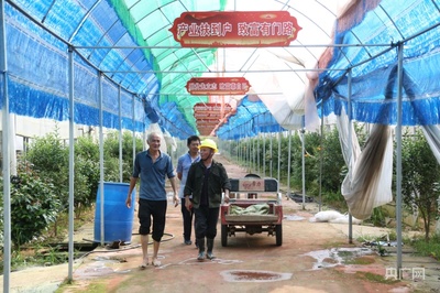 小產(chǎn)業(yè)助力鄉(xiāng)村大發(fā)展——記蔬果專業(yè)合作社在贛鄱鄉(xiāng)村的振興之路