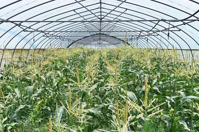 比西瓜還甜的玉米提前上市！蔬果專業(yè)合作社迎來豐收季