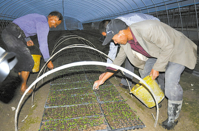 奉化 大水過后搶種忙，蔬果專業(yè)合作社全力恢復(fù)生產(chǎn)
