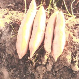 清苑縣宏潤果蔬專業合作社 打造優質蔬果，助力鄉村振興