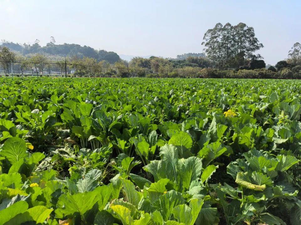 百萬斤遲菜心熱銷中，優質蔬菜等您來購！