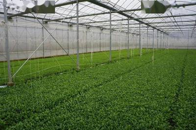 成功創建上海市蔬菜標準園！這兩家合作社的菜，你嘗過嗎？