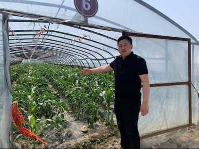 產學研一體賦能，蔬果專業合作社譜寫鄉村振興新篇章