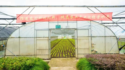 跑出鄉村振興“加速度”——“春昌蔬果”生態循環種植助力黨建引領下的鄉村振興道路