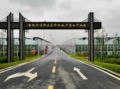 黨建引領山鄉蝶變 肥東縣蔬果專業合作社的振興之路