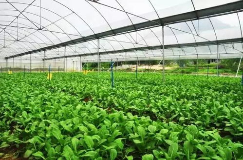 一畝地如何種出兩畝效益？鄂州這家果蔬專業合作社立體栽培瓜果飄香