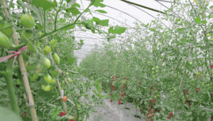 當季采摘嘗鮮時！小番茄、藍莓、枇杷、哈密瓜——蔬果專業合作社開啟甜蜜夏天