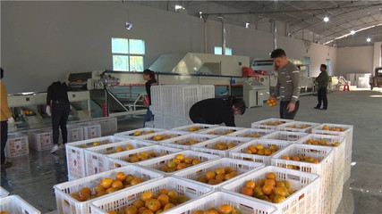 走基層丨天堂坪冰糖橙搶鮮上市 蔬果專業合作社助力鄉村振興